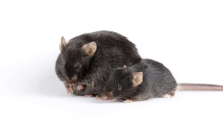 Neue CRISPR-Technik ermöglicht Geschlechtsumkehr bei Mäusen