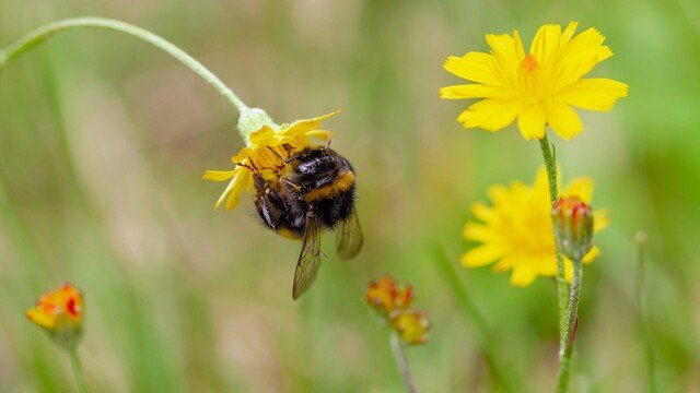 Perplexity Releases Bumblebee as Open-Source Security Scanner
